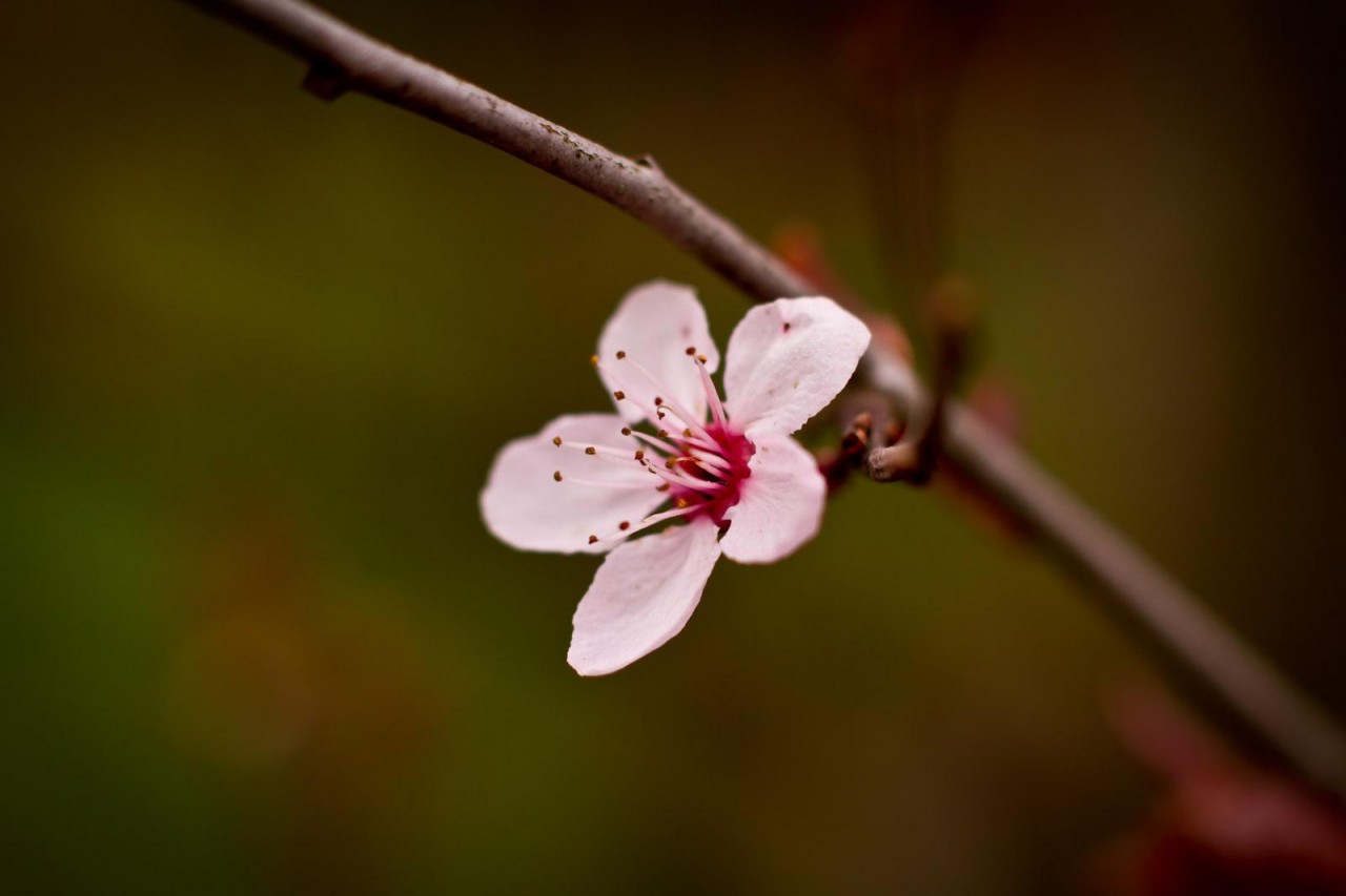 Eine Blüte der Zierpflaume