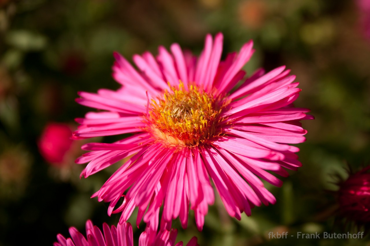 Blume, Blüte 