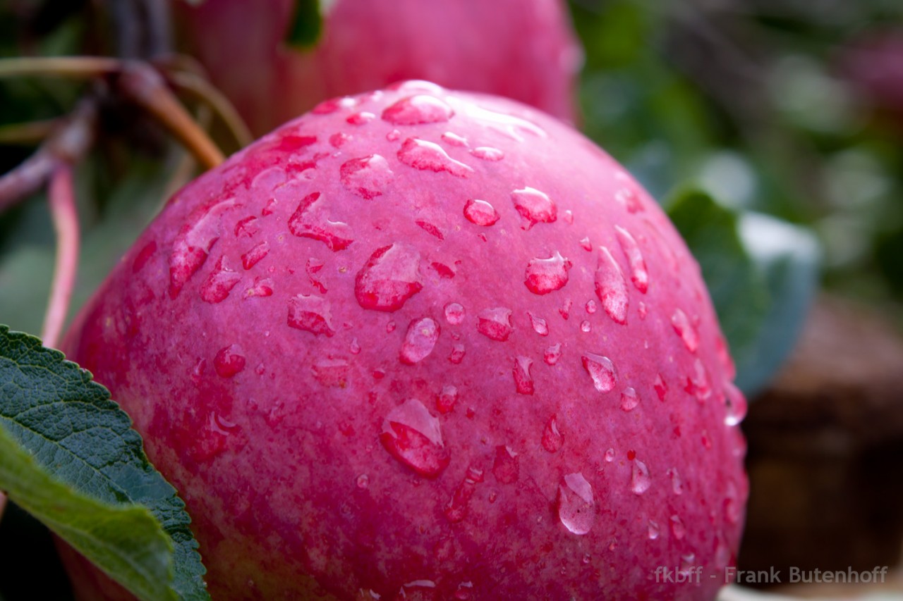 Ein roter Apfel mit Wassertropfen