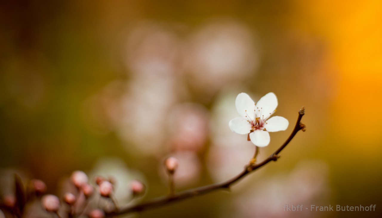 Die erste Kirschblüte