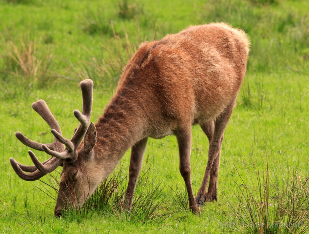 Im Tierpark