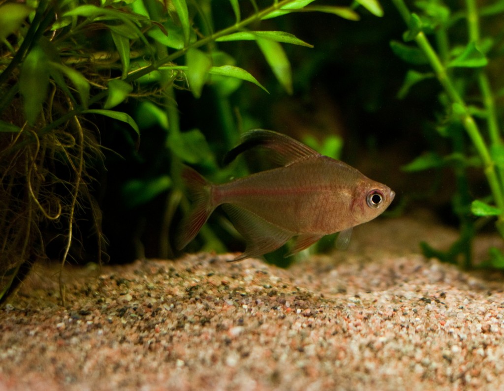 Bild von einem Salmler aus unserem Aquarium