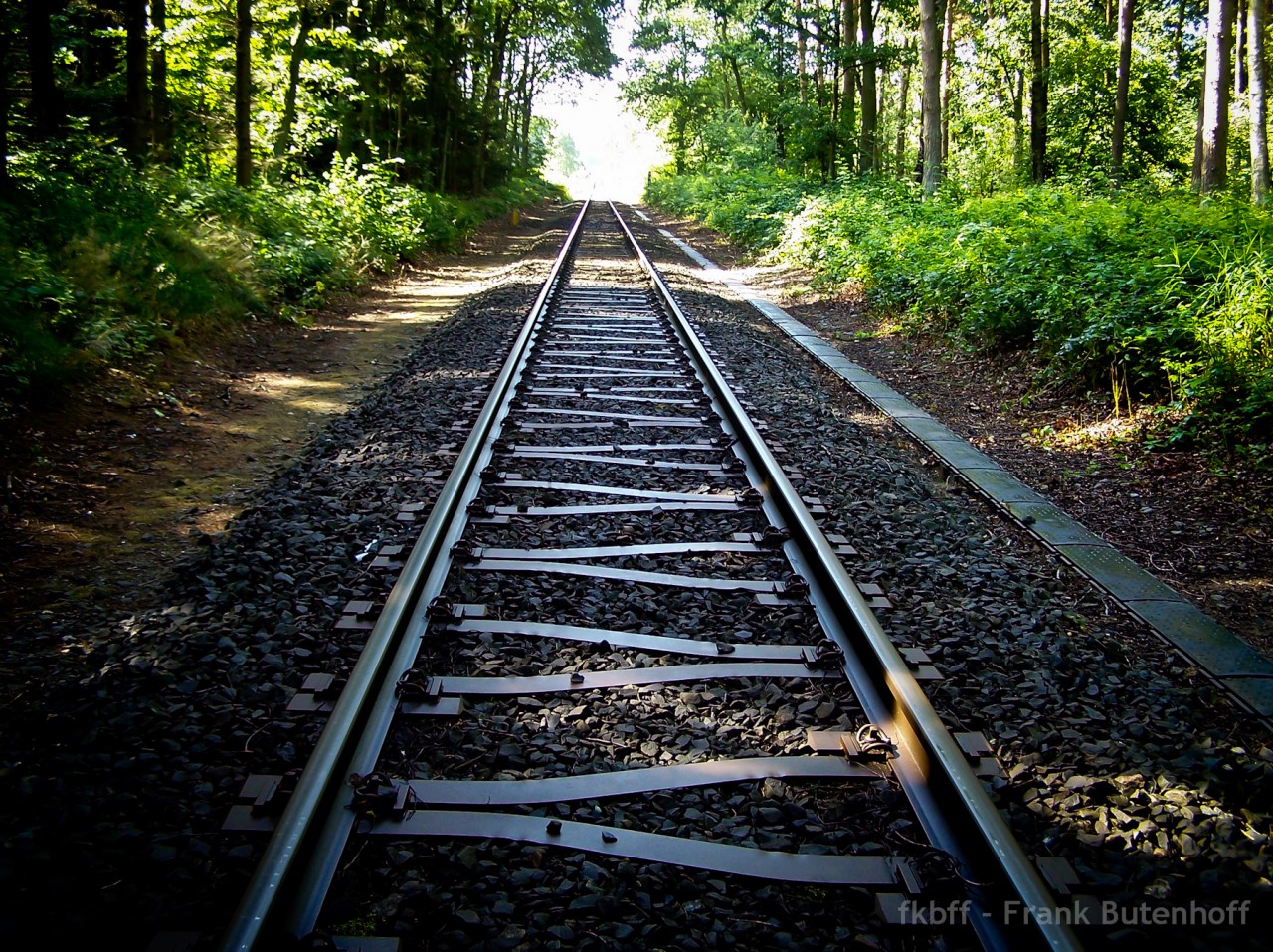 Bahnschienen im Wald