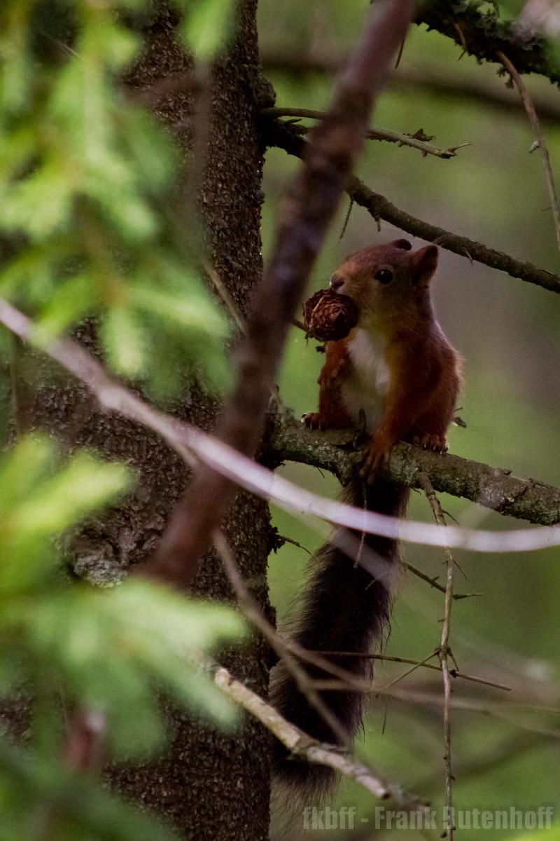 Eichhörnchen mit Zapfen
