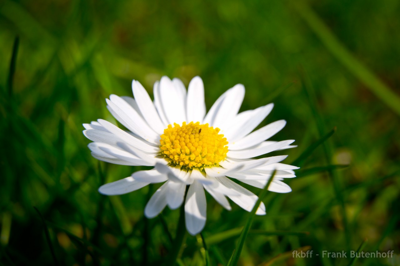 Gänseblümchen
