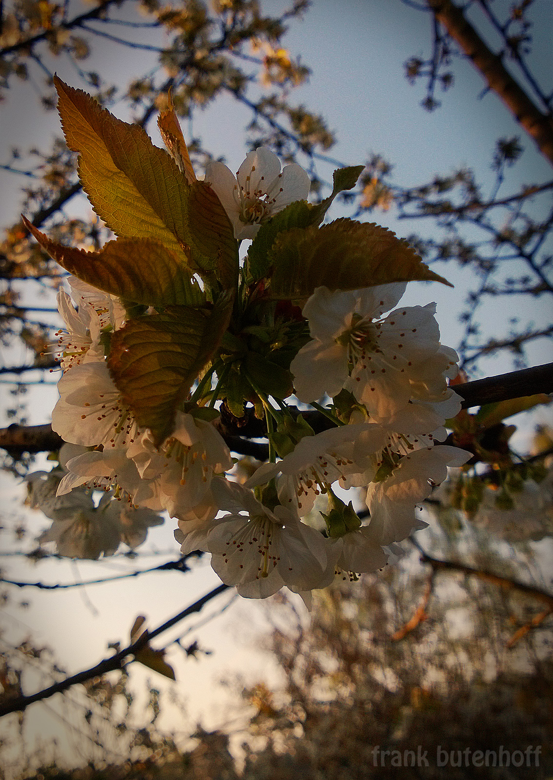 kirschblüten 