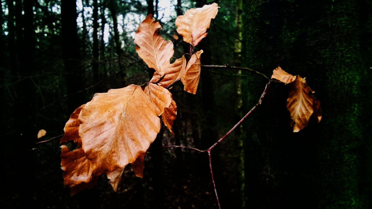 winterleaves