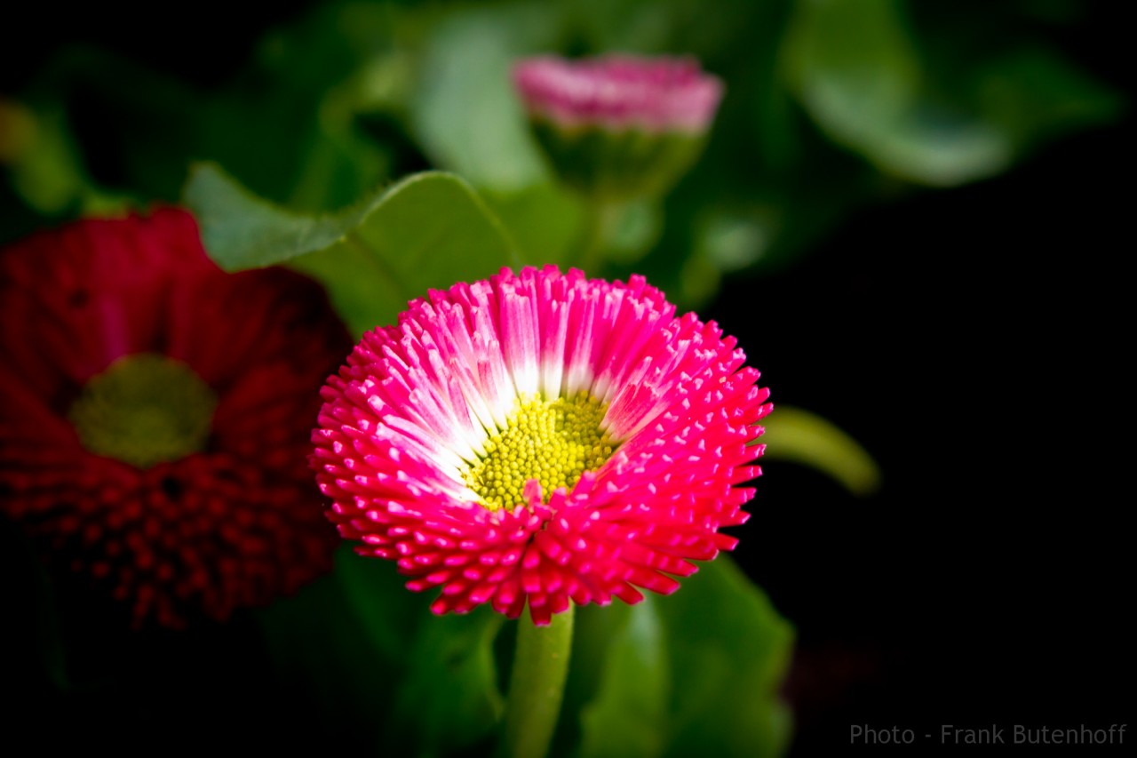 Blumen-Fruehling