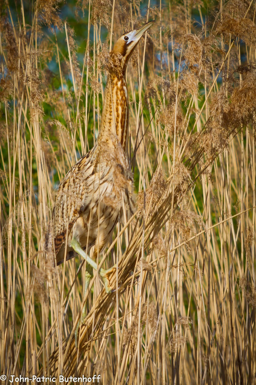 Rohrdommel (Botaurus stellaris) 