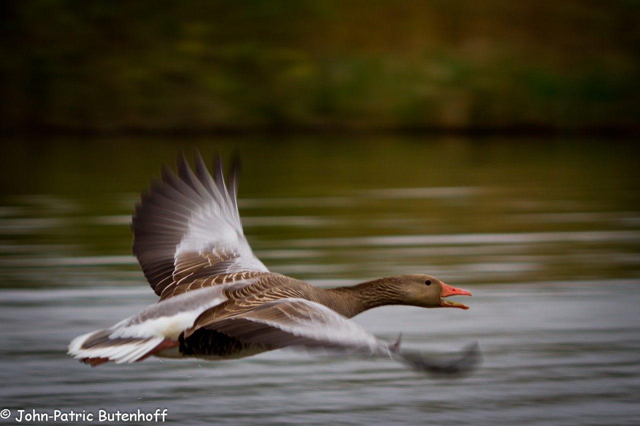 Wildganz im Flug