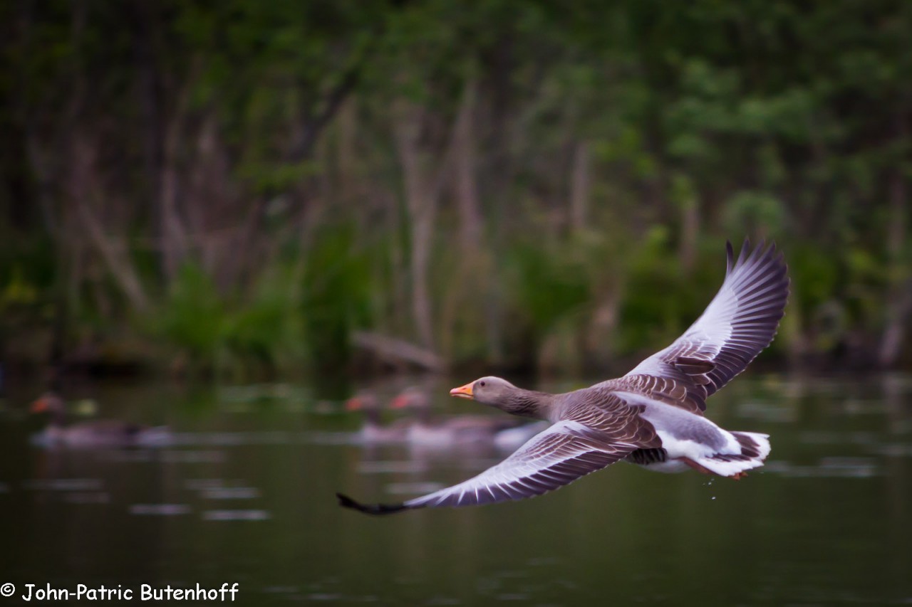 Wildgans auf der Müritz