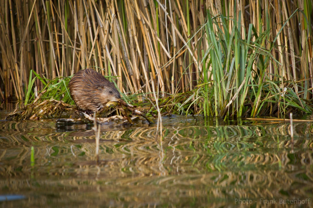 Bisamratte (Ondatra zibethicus)