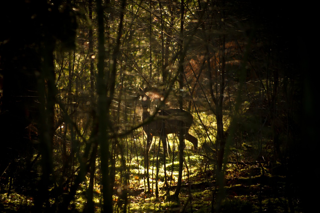 Reh im Wald